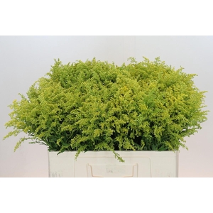 Solidago Tara Gold