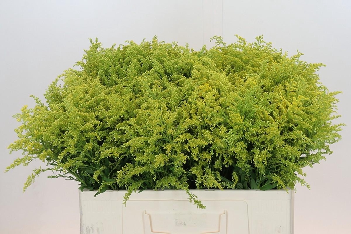 <h4>Solidago Tara Gold</h4>