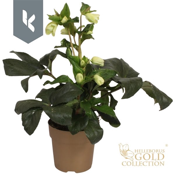 <h4>HGC Helleborus Ice N' Roses White in goud</h4>