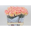 Dianthus St Poirot F.G.