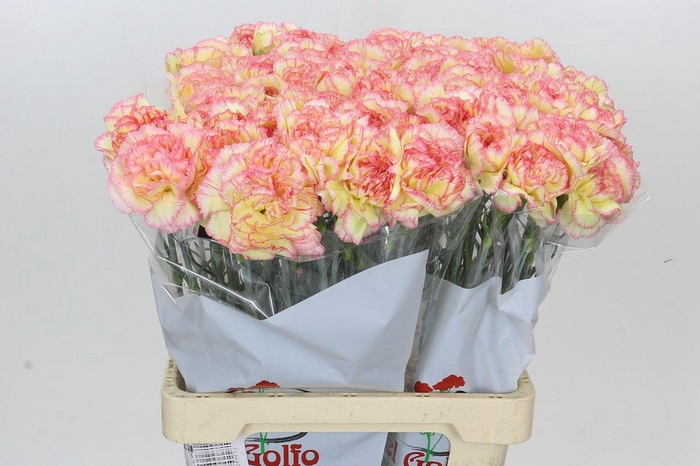 <h4>Dianthus St Poirot F.G.</h4>