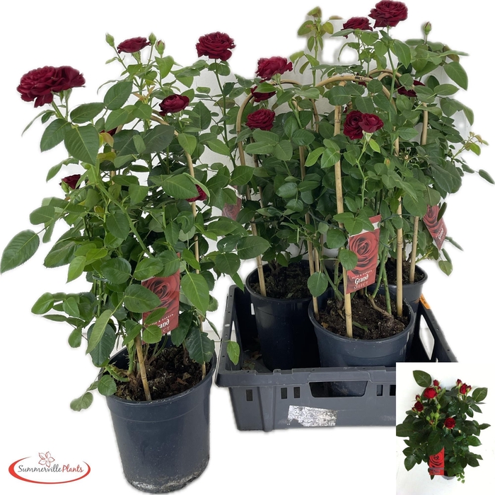 <h4>ROSA FL GRAND SELECT</h4>