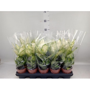 Dieffenbachia  'Amy'