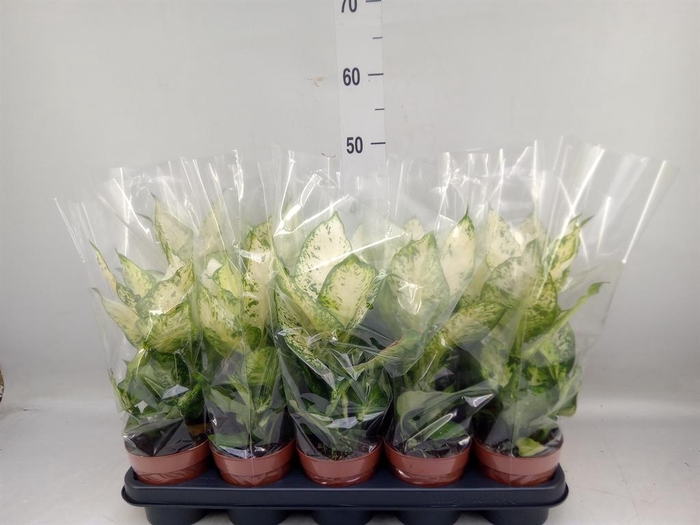 <h4>Dieffenbachia  'Amy'</h4>
