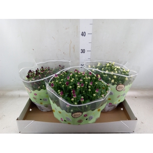 Chrysanthemum   ..mix 5