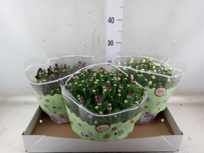 <h4>Chrysanthemum   ..mix 5</h4>