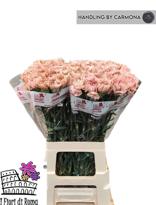 <h4>DI ST HAPPY CHERY</h4>
