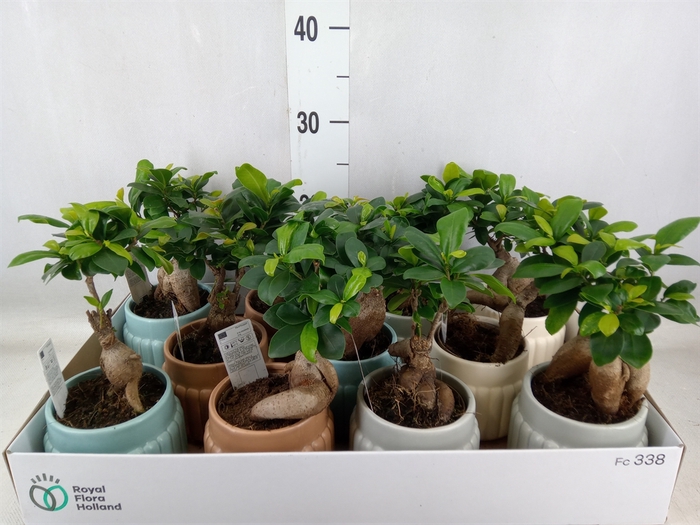 <h4>Ficus microcarpa 'Ginseng'</h4>