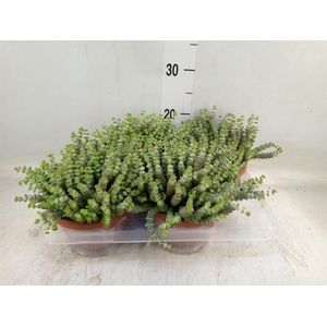 Crassula marnieriana