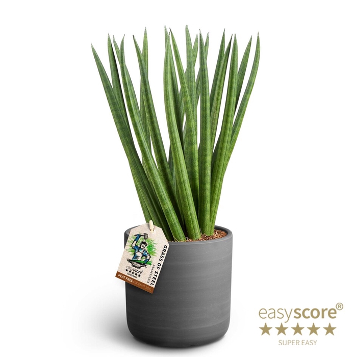 SANSEVIERIA CYLINDRICA P12 RAW BL SPAGH