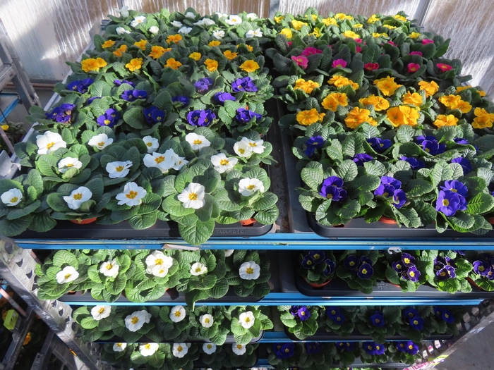 <h4>PRIM AC MIXK</h4>