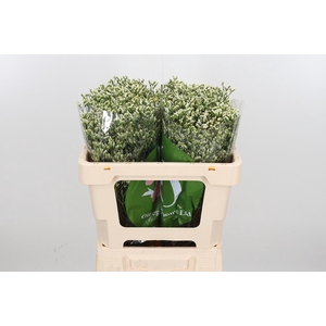 Lim Sin Sen P Colada