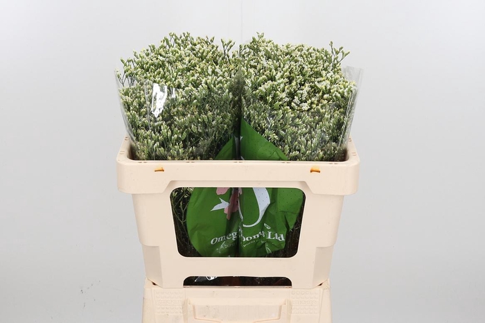 <h4>Lim Sin Sen P Colada</h4>