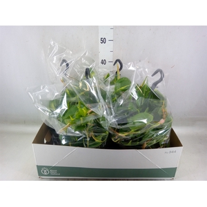 Philodendron scand. 'Brasil'
