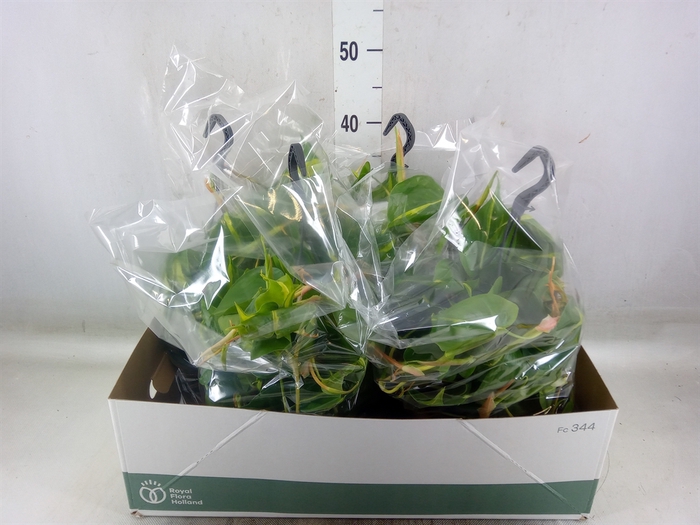 <h4>Philodendron scand. 'Brasil'</h4>