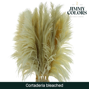 Cortaderia Bleached
