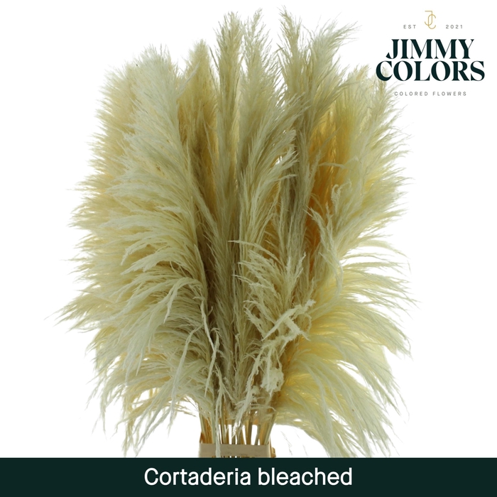 <h4>Cortaderia Bleached</h4>