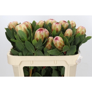 Protea Grandicolor