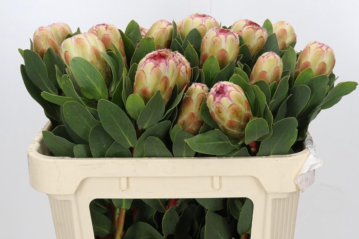 <h4>Protea Grandicolor</h4>
