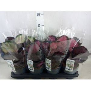 Calathea roseopicta 'Crimson'