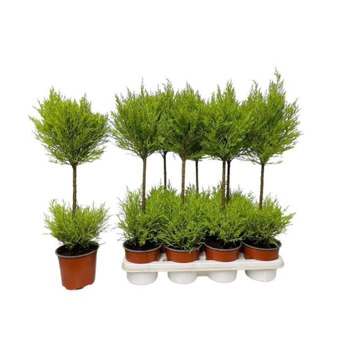 <h4>CUPR MA GOLDC WILMA</h4>