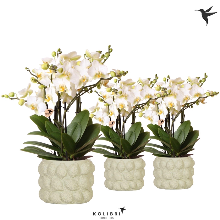 <h4>Kolibri Orchids Phalaenopsis Blossom Lausanne 6 spike in Citrus pot green</h4>