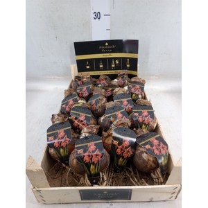 Hippeastrum   ...flowerbulbs