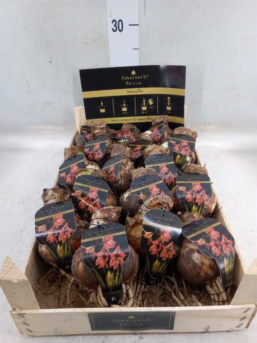 <h4>Hippeastrum   ...flowerbulbs</h4>