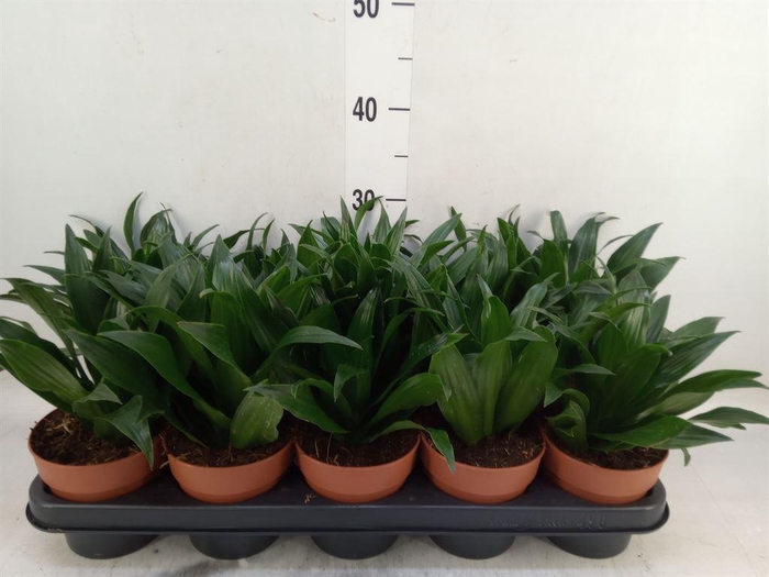<h4>Dracaena frag. 'Compacta'</h4>