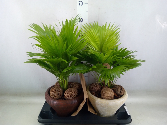 <h4>Livistona rotundifolia</h4>
