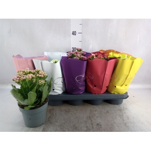 Kalanchoe blos.   ..rosebud rs fl 5