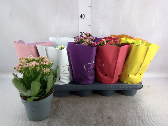 <h4>Kalanchoe blos.   ..rosebud rs fl 5</h4>