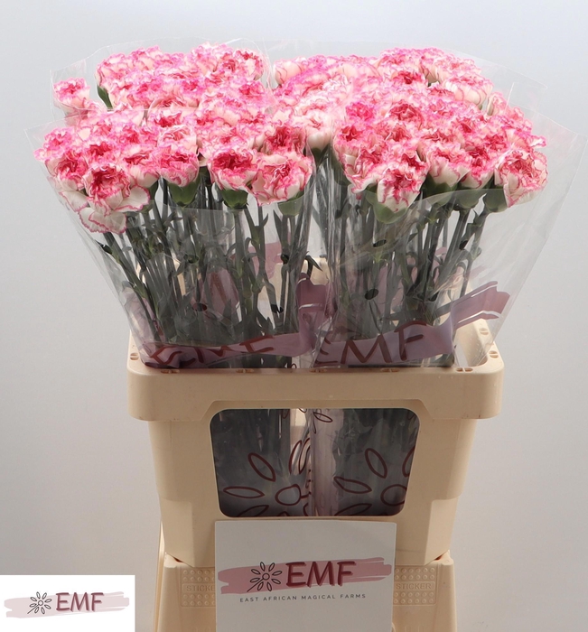 <h4>DI ST KOMACHI</h4>