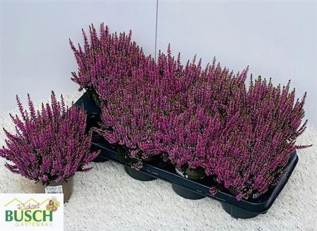 Callu Bl Lynn