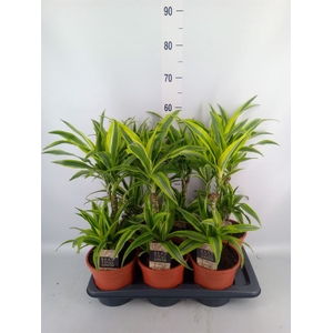 Dracaena fr de 'LemonLime'