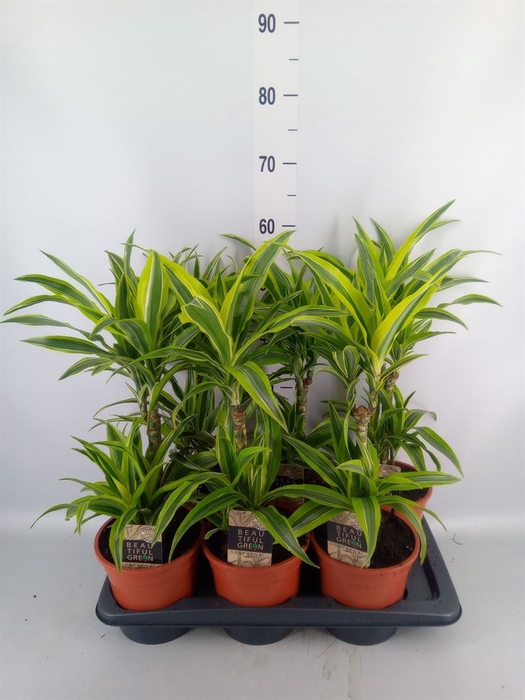 <h4>Dracaena fr de 'LemonLime'</h4>