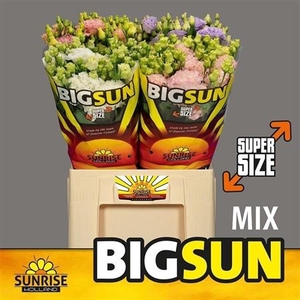 Eus. Big Sun G Gem In Fust