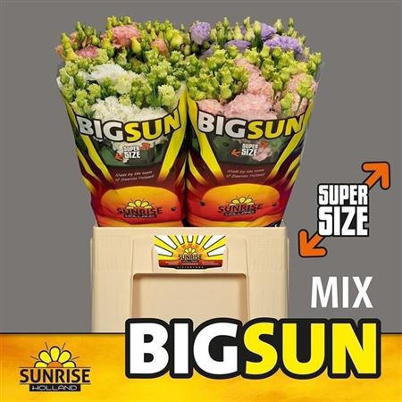 Eus. Big Sun G Gem In Fust