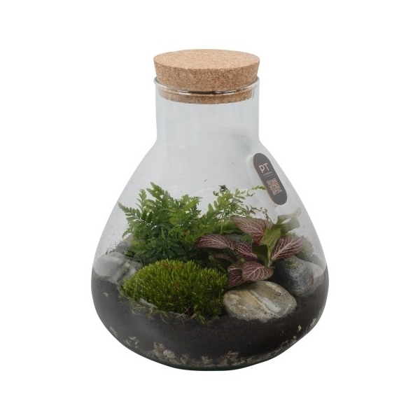 <h4>PTTER8119 Arrangement terrarium in glazen terrarium</h4>