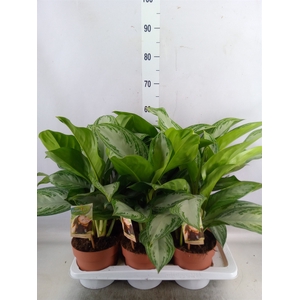 Aglaonema  'Silver Bay'
