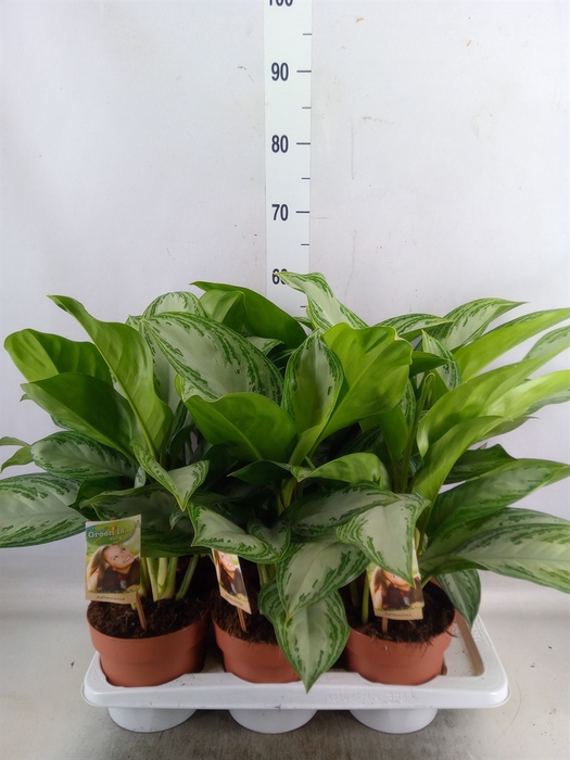 <h4>Aglaonema  'Silver Bay'</h4>