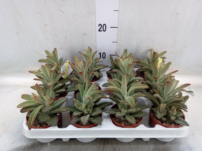 <h4>Kalanchoe NF tomentosa</h4>