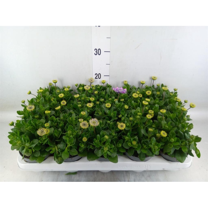 <h4>Osteospermum  '3D Pink'</h4>