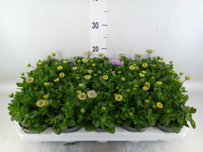 <h4>Osteospermum  '3D Pink'</h4>