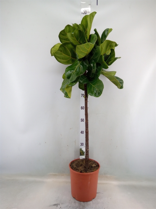 <h4>Ficus   ...</h4>