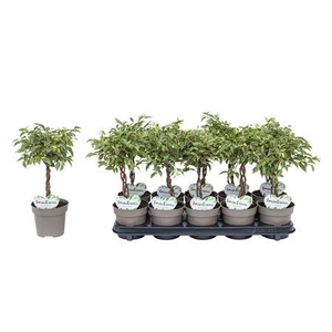 Ficus Kumani P12