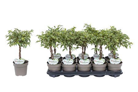 <h4>Ficus Kumani P12</h4>