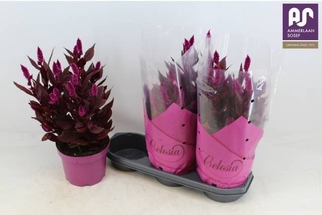 <h4>CEL MYSTIC SHADES</h4>