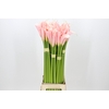 Zantedeschia Eydolls Salmon