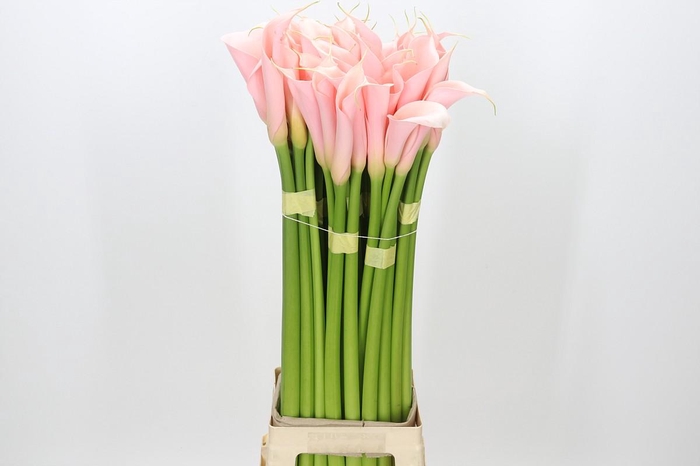 <h4>Zantedeschia Eydolls Salmon</h4>
